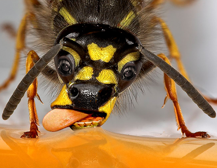 Photoshop-Design von sylver für DesignCrowd (Community Contests) | Design #9089436