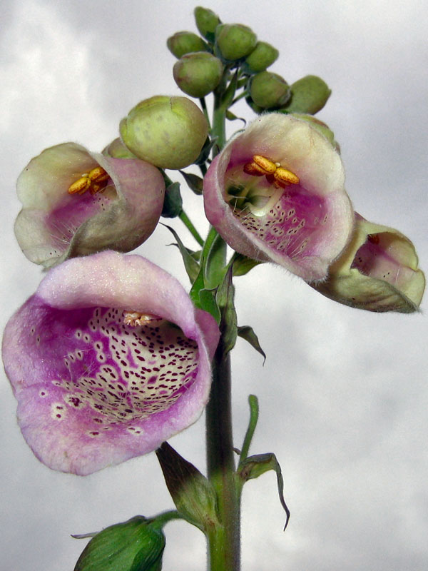 Photographie par Alnath pour DesignCrowd (Community Contests) | Design #9102399