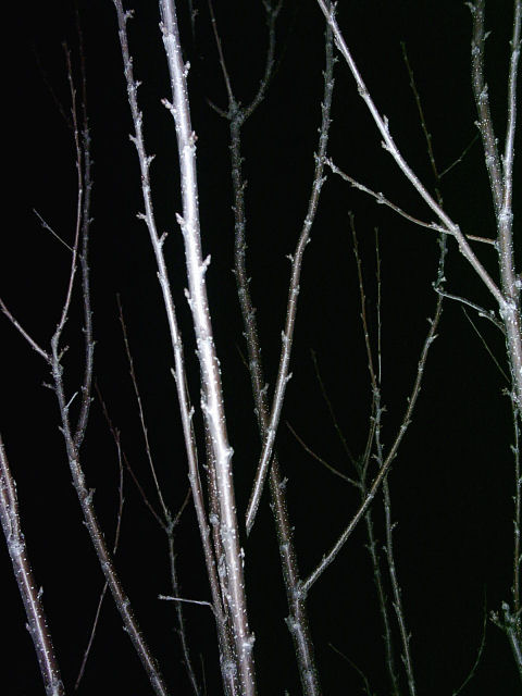 Photography by Songoku for DesignCrowd (Community Contests) | Design #9097582