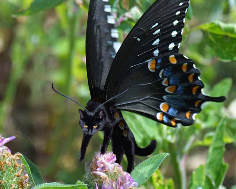 Photoshop Design by duchossois for DesignCrowd (Community Contests) | Design #9089452