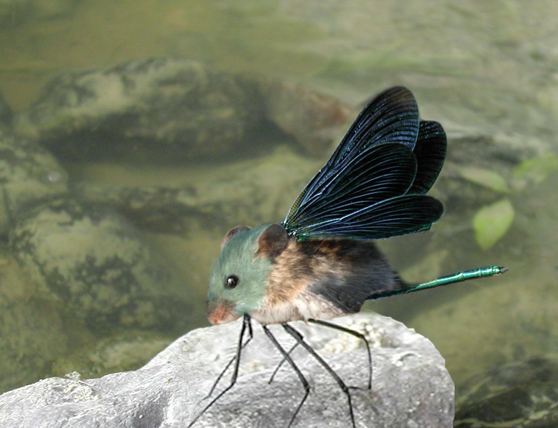 Photoshop Design by dpenguin for DesignCrowd (Community Contests) | Design #9089431