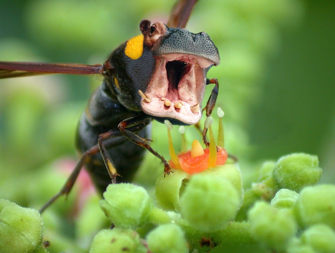 Photoshop-Design von netsrik für DesignCrowd (Community Contests) | Design #9089495