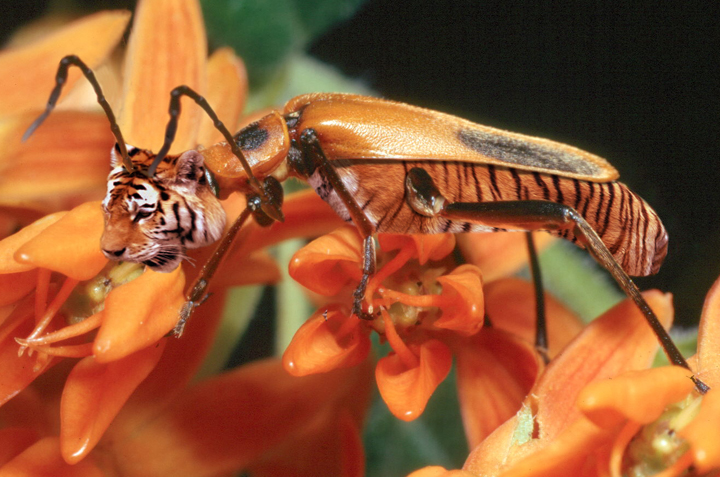 Photoshop Design by duragg for DesignCrowd (Community Contests) | Design #9089425