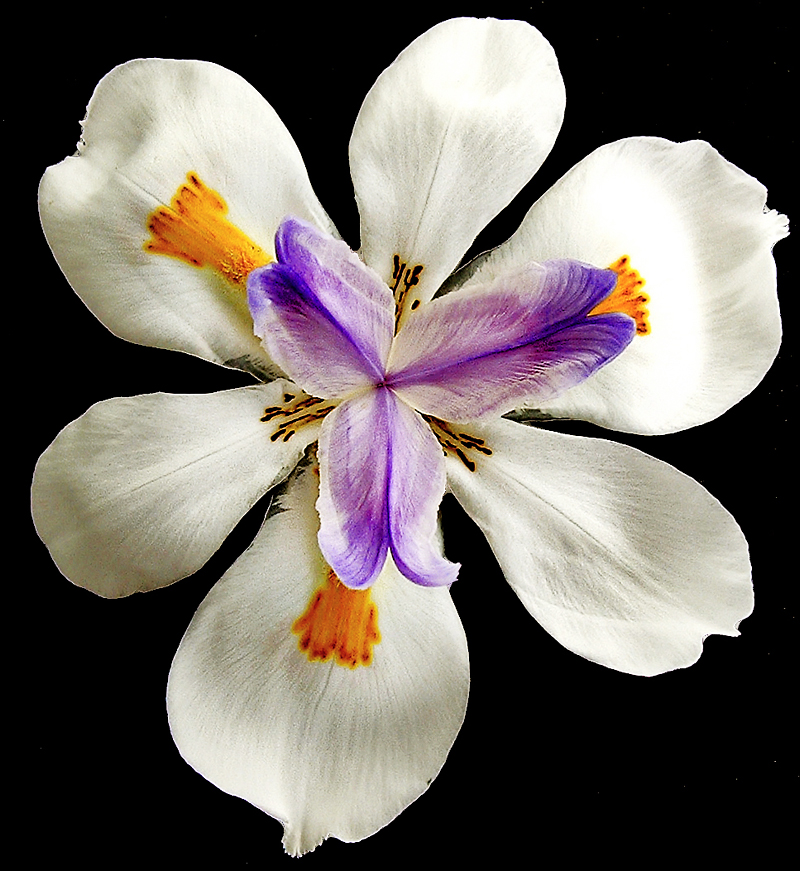 Fotografie von TampaDroid für DesignCrowd (Community Contests) | Design #9102335