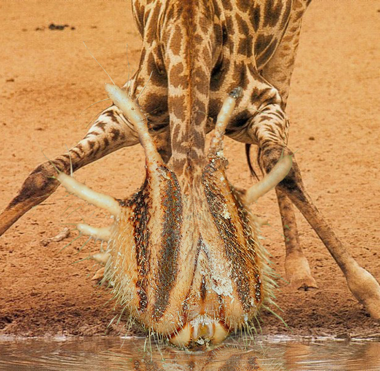 Design Photoshop par Dziedzic pour DesignCrowd (Community Contests) | Design #9089477