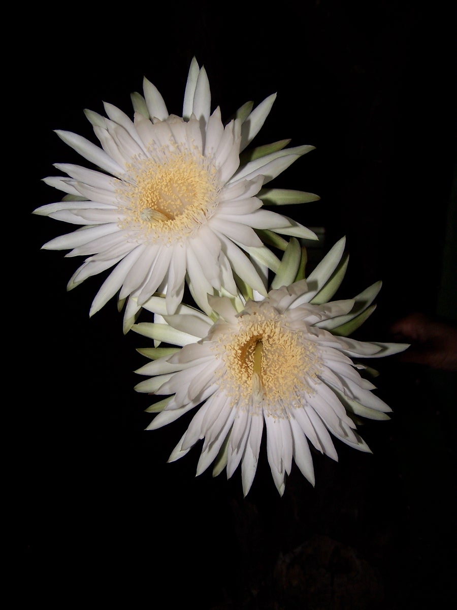 Fotografía por vgmn1956 para DesignCrowd (Community Contests) | Diseño #9102346