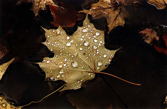 Photoshop Design by Astanos for DesignCrowd (Community Contests) | Design #9080255