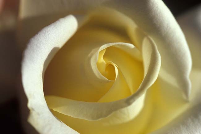 Photography by achecchin for DesignCrowd (Community Contests) | Design #9102368