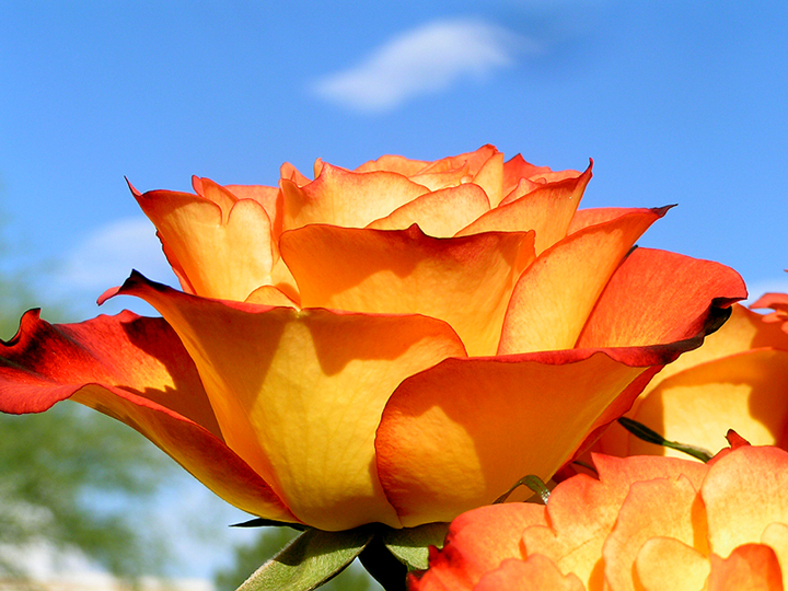 Photography by jasoned for DesignCrowd (Community Contests) | Design #9102400