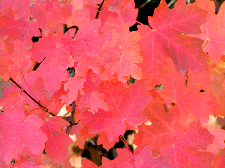 Photography by jasoned for DesignCrowd (Community Contests) | Design #9097625