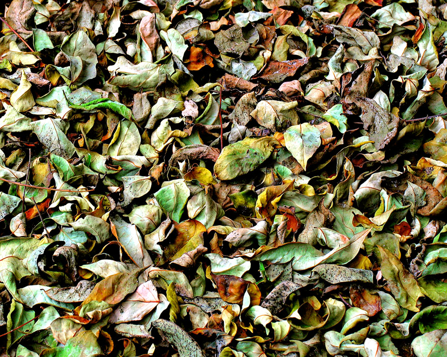 Fotografie von TampaDroid für DesignCrowd (Community Contests) | Design #9097586