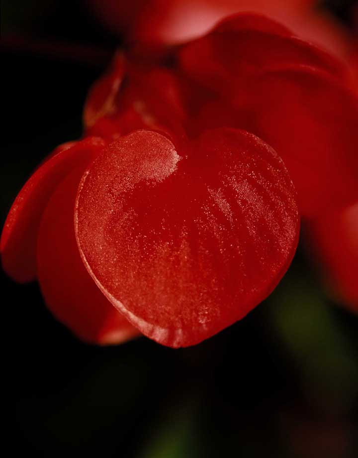 Fotografía por achecchin para DesignCrowd (Community Contests) | Diseño #9101164