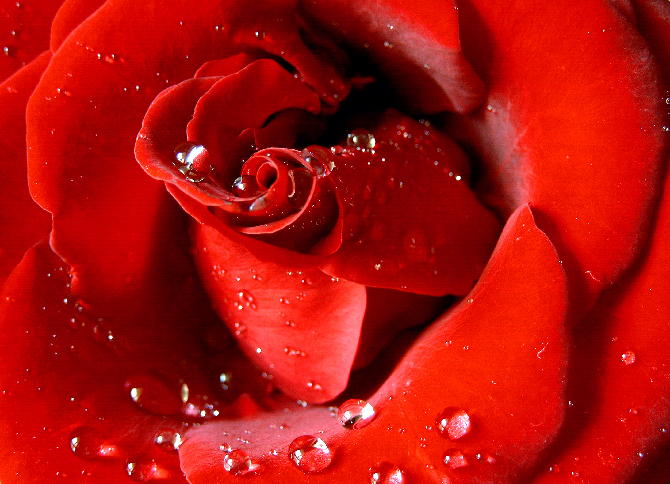 Photography by stefan1979 for DesignCrowd (Community Contests) | Design #9102452