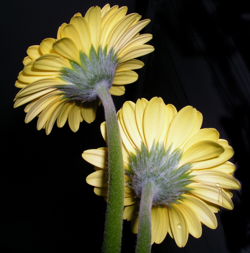 Photography by mzmzmzmz for DesignCrowd (Community Contests) | Design #9102436