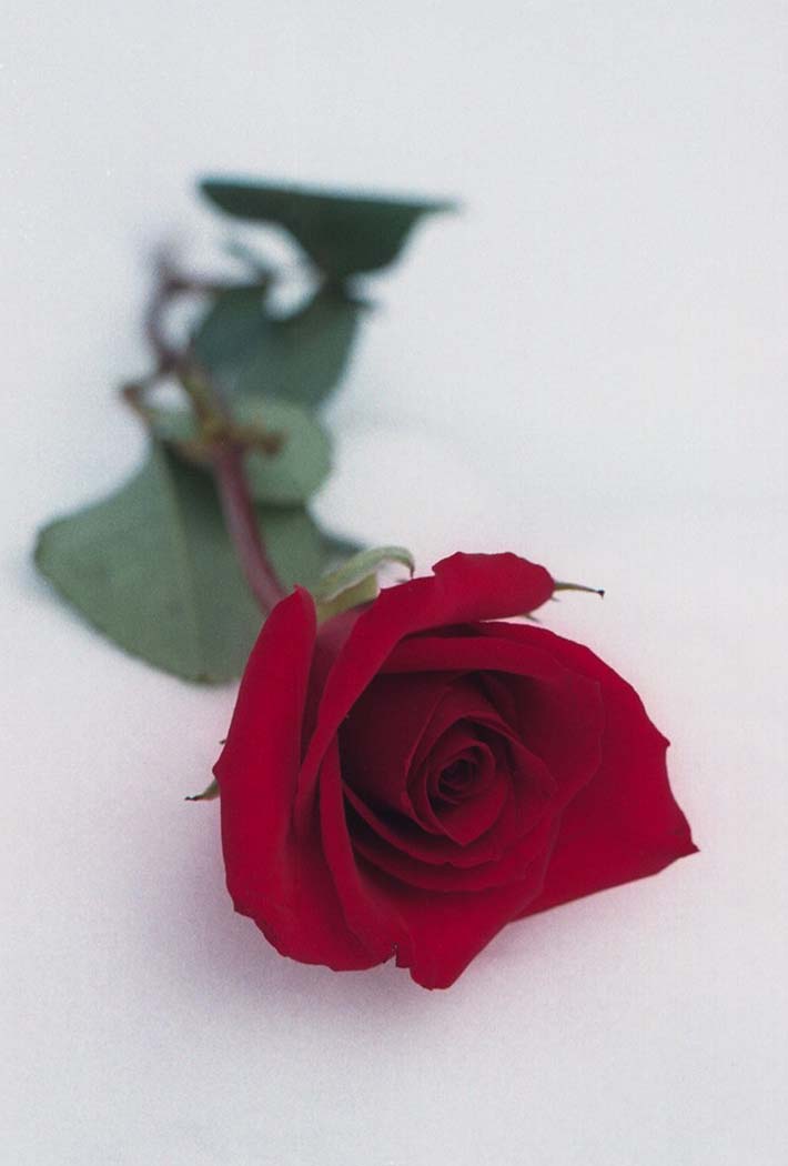 Photographie par pixelatedsharpness pour DesignCrowd (Community Contests) | Design #9102447