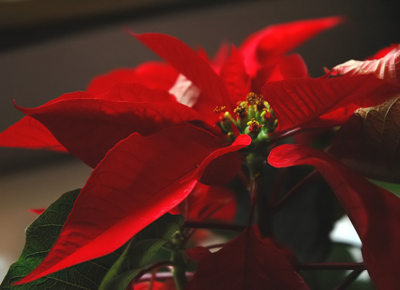 Photographie par squeakers pour DesignCrowd (Community Contests) | Design #9101167