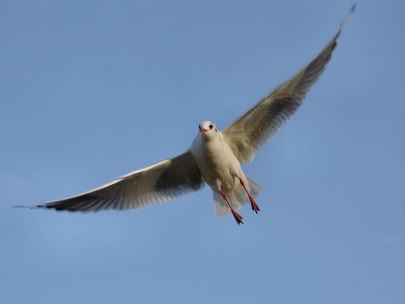 Photographie par Alnath pour DesignCrowd (Community Contests) | Design #9098572