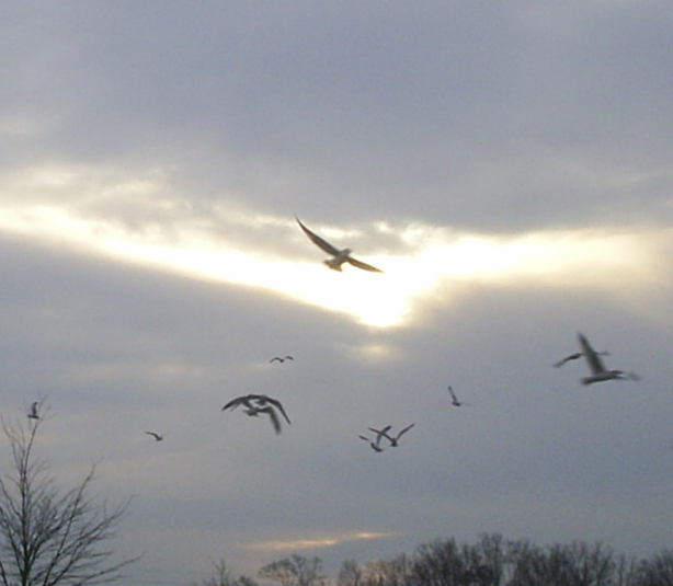 Photographie par cicisunflower pour DesignCrowd (Community Contests) | Design #9098587