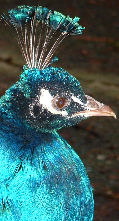 Fotografie von cameon für DesignCrowd (Community Contests) | Design #9098601