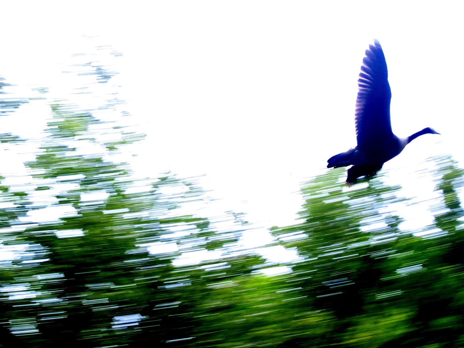 Fotografie von Tnerb1107 für DesignCrowd (Community Contests) | Design #9098608