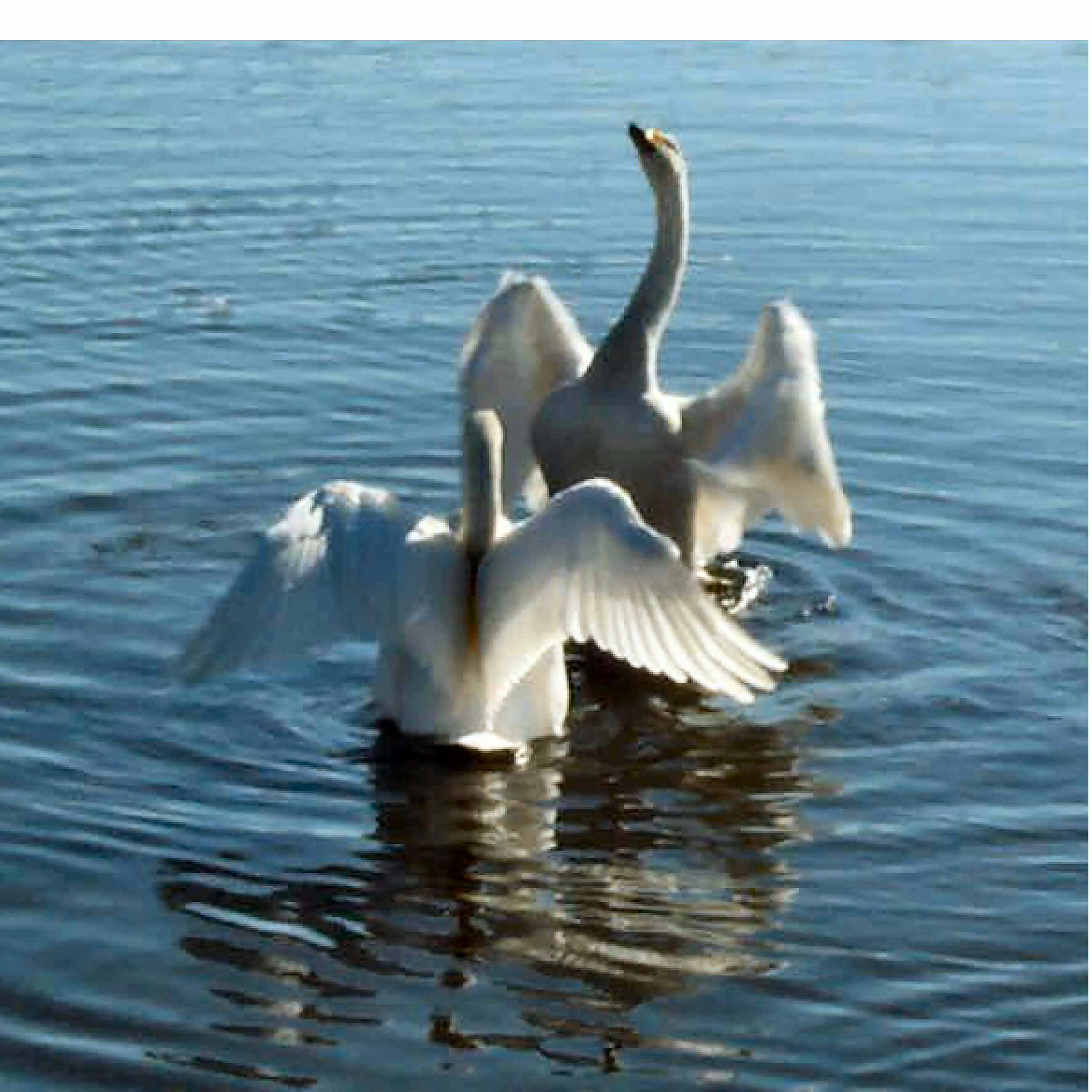 Photography by Maddyy for DesignCrowd (Community Contests) | Design #9098614