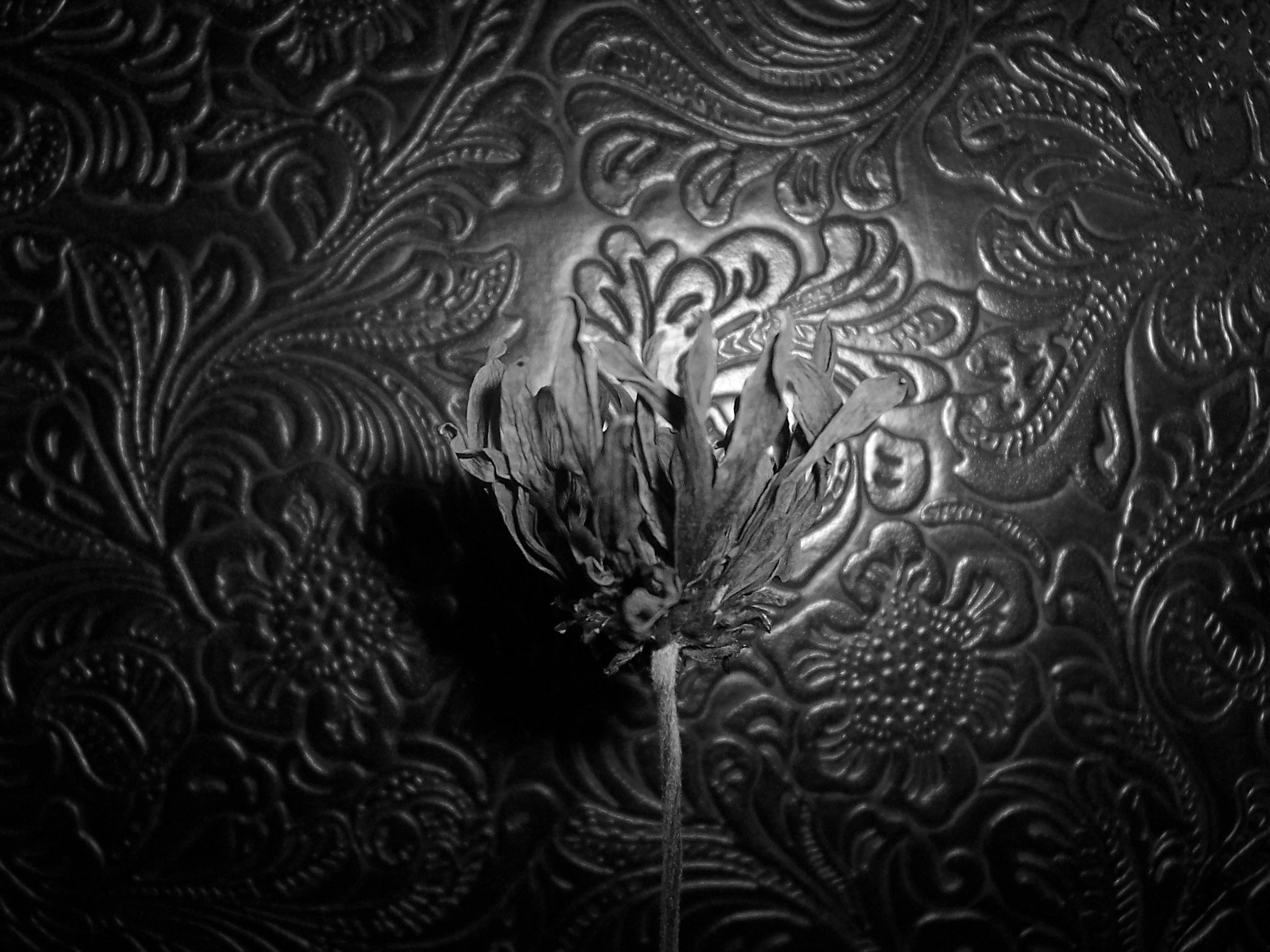 Photographie par singergirl pour DesignCrowd (Community Contests) | Design #9099182