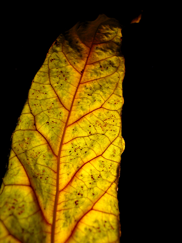 Photography by ecolio for DesignCrowd (Community Contests) | Design #9099166