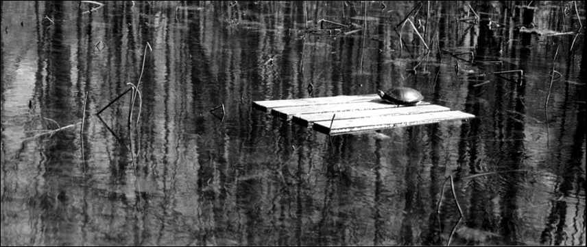 Photography by orrielflies for DesignCrowd (Community Contests) | Design #9099178