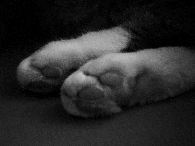 Fotografie von baraszkany für DesignCrowd (Community Contests) | Design #9099238