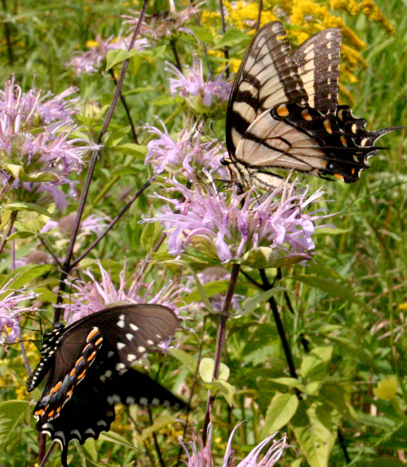 Photographie par rdchdwck pour DesignCrowd (Community Contests) | Design #9098607