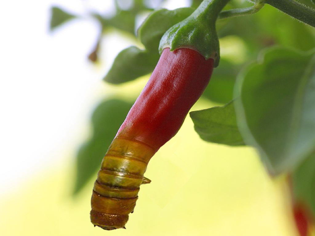 Photoshop Design by zaguri for DesignCrowd (Community Contests) | Design #9076689