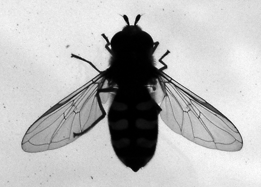 Photographie par vintagedept pour DesignCrowd (Community Contests) | Design #9098640