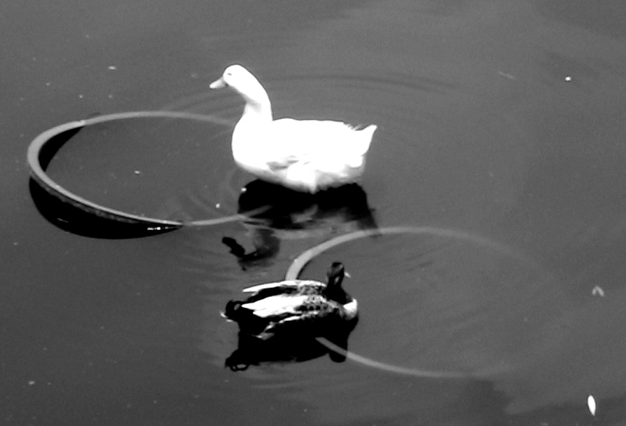 Fotografie von Chupakabra für DesignCrowd (Community Contests) | Design #9098692