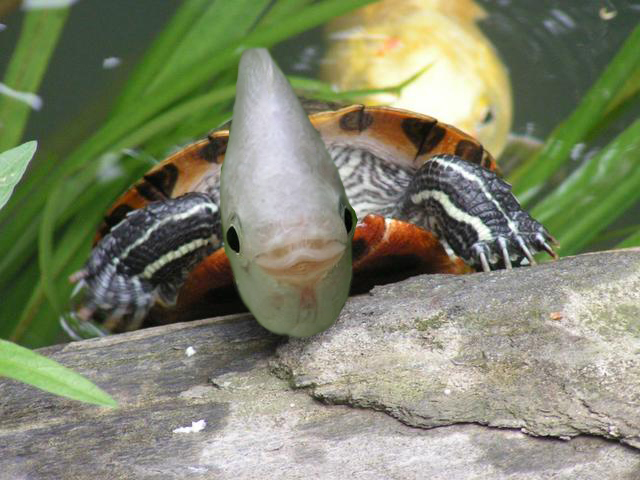 Photoshop Design by juhan88 for DesignCrowd (Community Contests) | Design #9097180