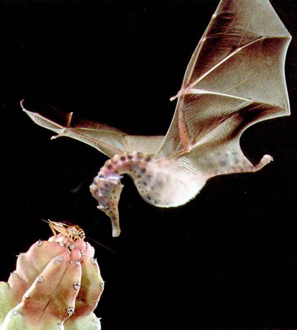 Photoshop Design by srinoo for DesignCrowd (Community Contests) | Design #9097160