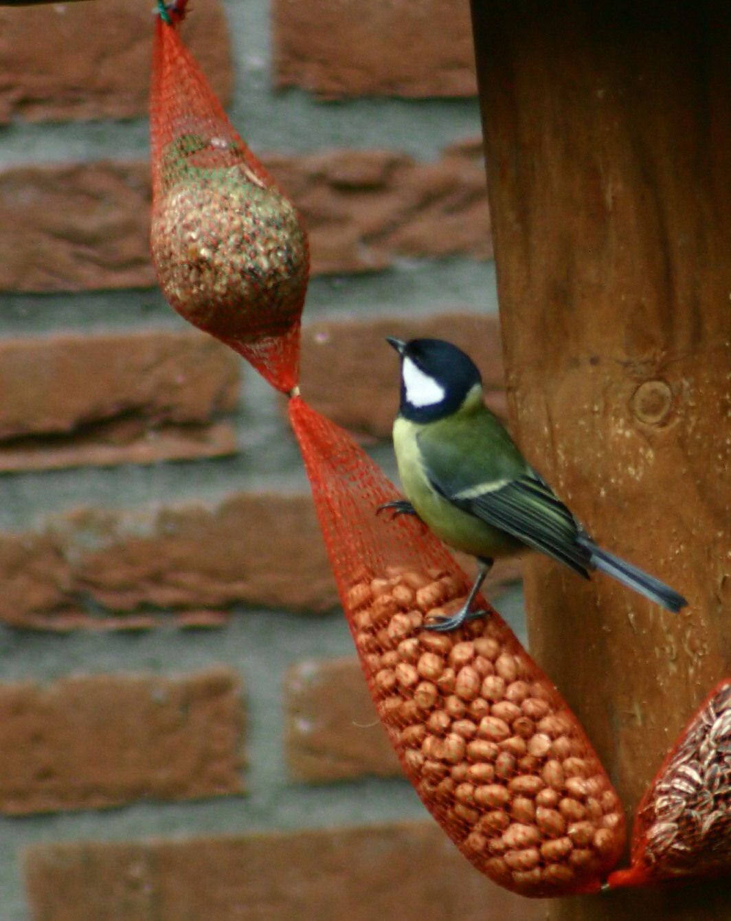 Photography by DoggySpew for DesignCrowd (Community Contests) | Design #9098636