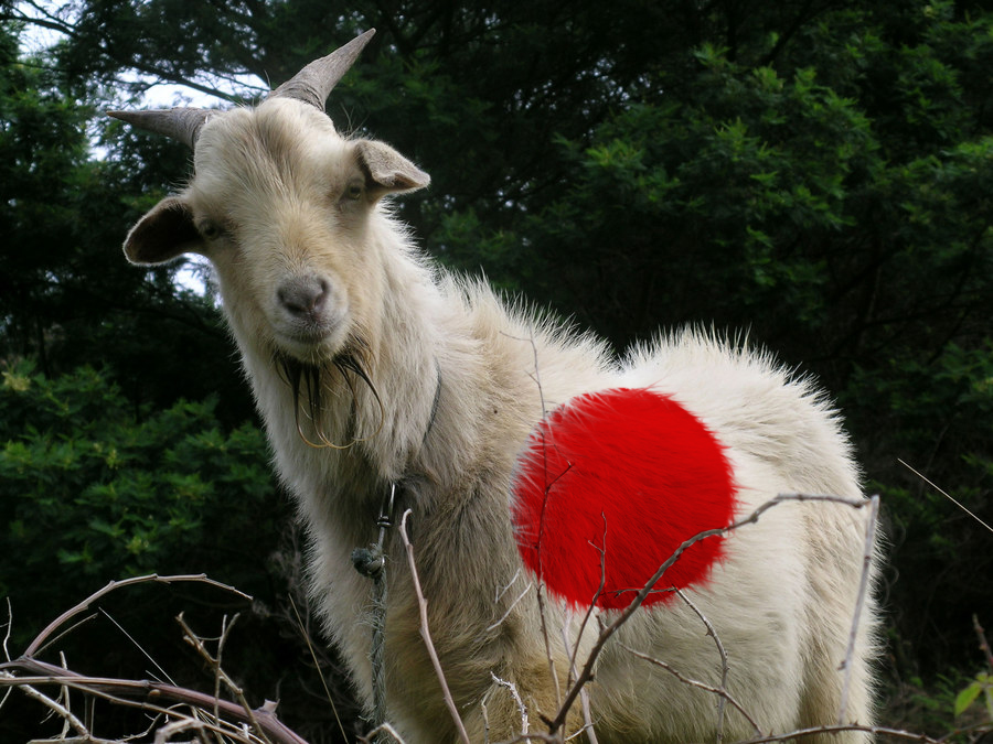 Design Photoshop par dork22 pour DesignCrowd (Community Contests) | Design #9100063