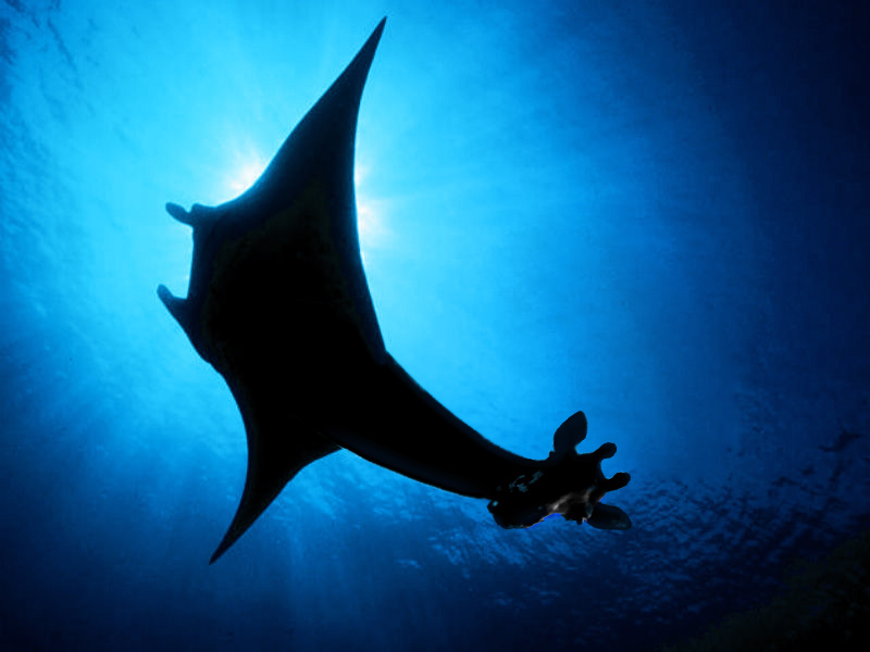 Design Photoshop par piotrek pour DesignCrowd (Community Contests) | Design #9097184