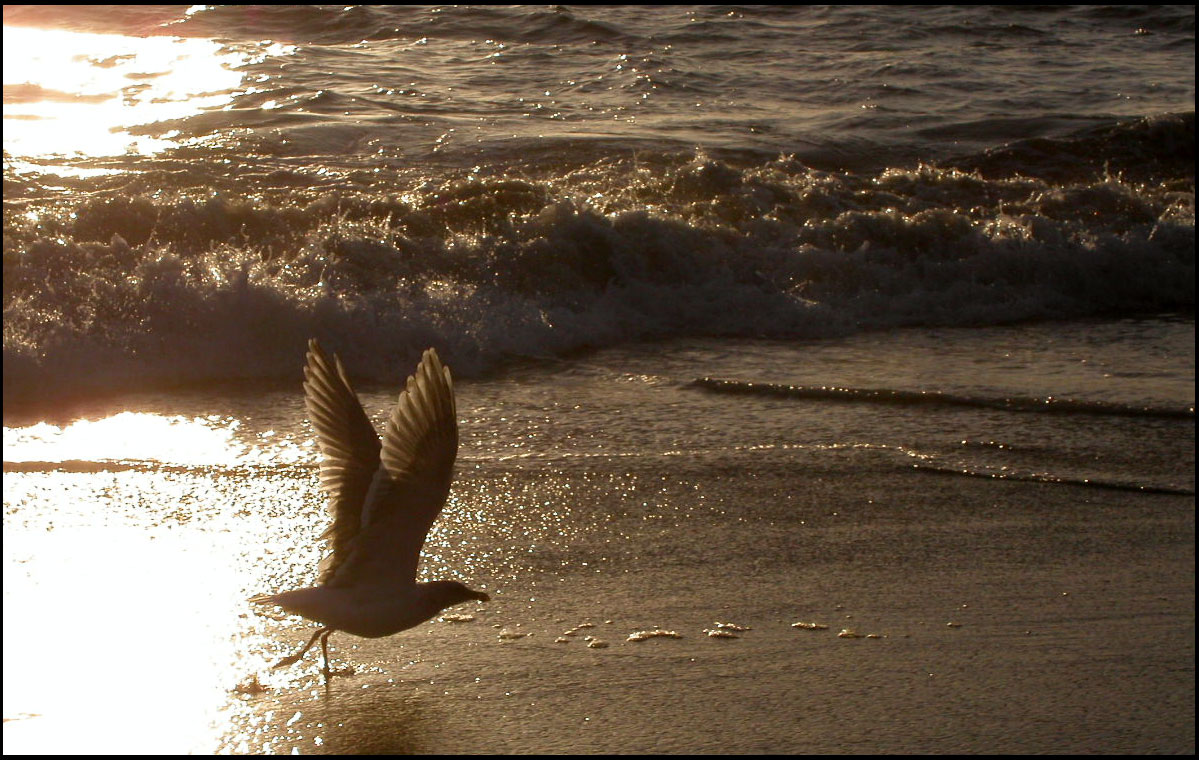 Photography by isaidwhat for DesignCrowd (Community Contests) | Design #9098638