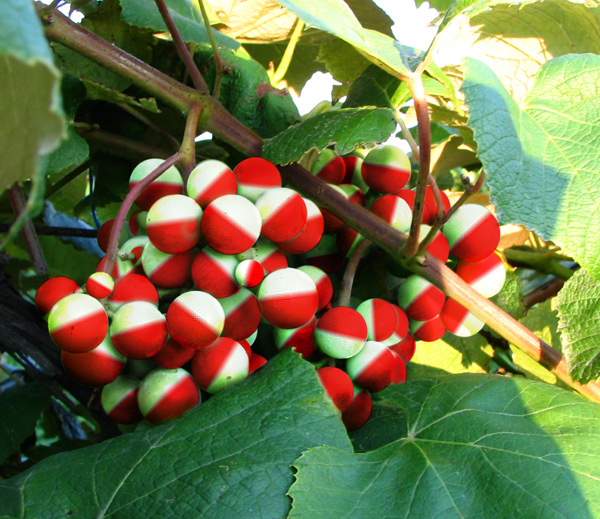 Design Photoshop par piotrek pour DesignCrowd (Community Contests) | Design #9099954