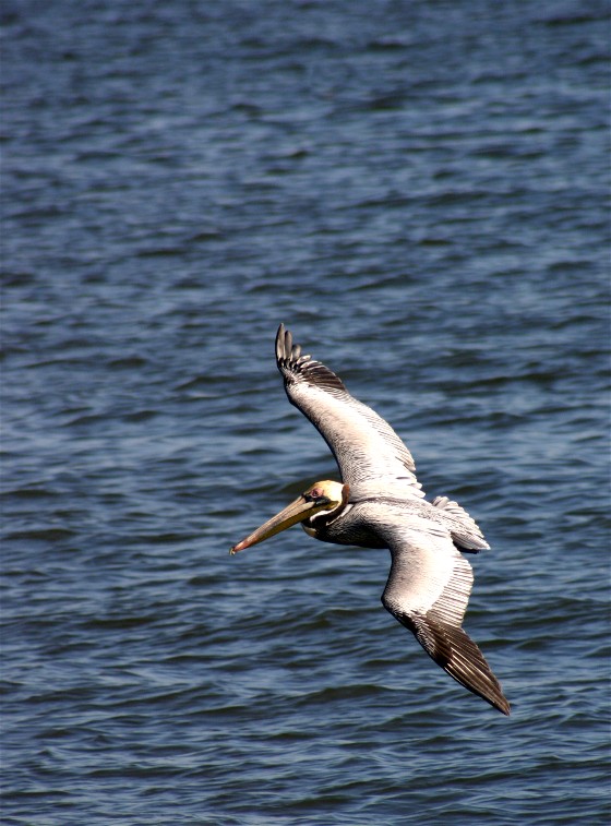 Photographie par tyt2000 pour DesignCrowd (Community Contests) | Design #9098670