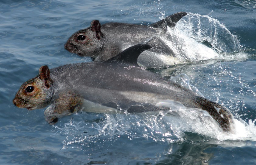 Photoshop Design by 0uverion0 for DesignCrowd (Community Contests) | Design #9097257