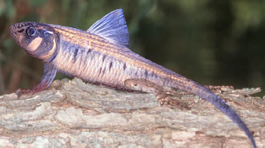 Photoshop Design by Ackley for DesignCrowd (Community Contests) | Design #9097427