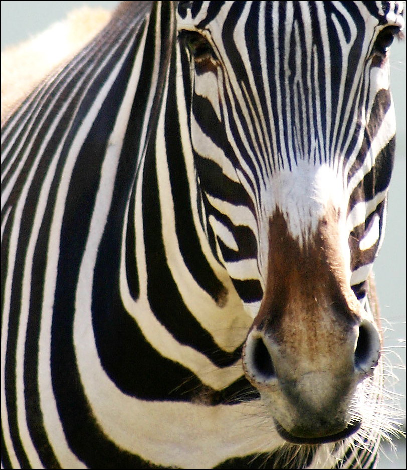 Fotografie von SigloV für DesignCrowd (Community Contests) | Design #9073812