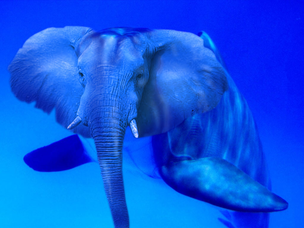 Photoshop Design by Pelican for DesignCrowd (Community Contests) | Design #9097336