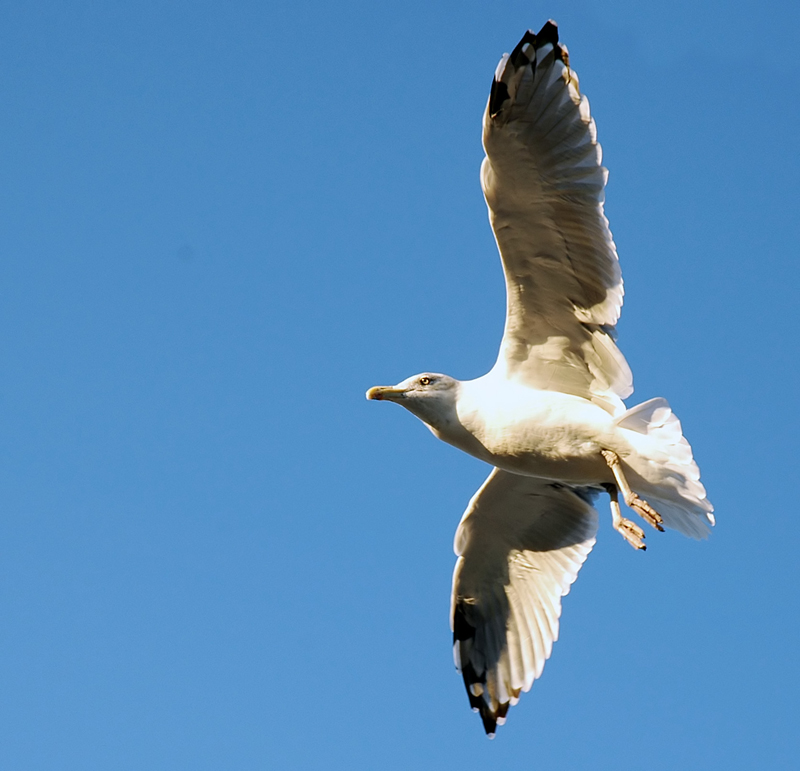 Fotografie von squeakers für DesignCrowd (Community Contests) | Design #9098650