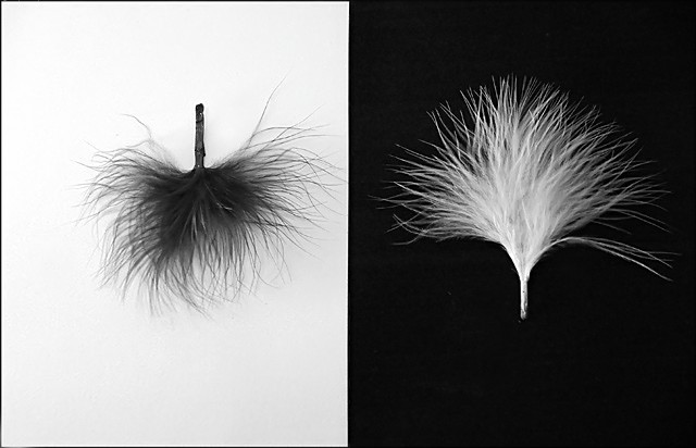 Fotografie von squeakers für DesignCrowd (Community Contests) | Design #9073846