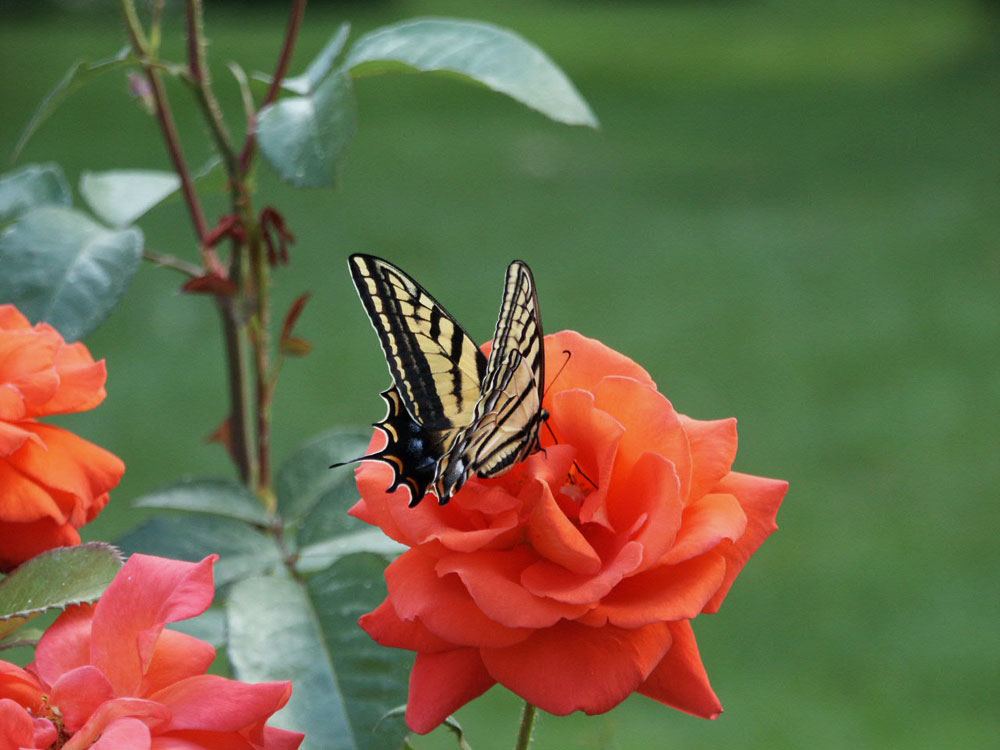 Photography by Pelican for DesignCrowd (Community Contests) | Design #9098643