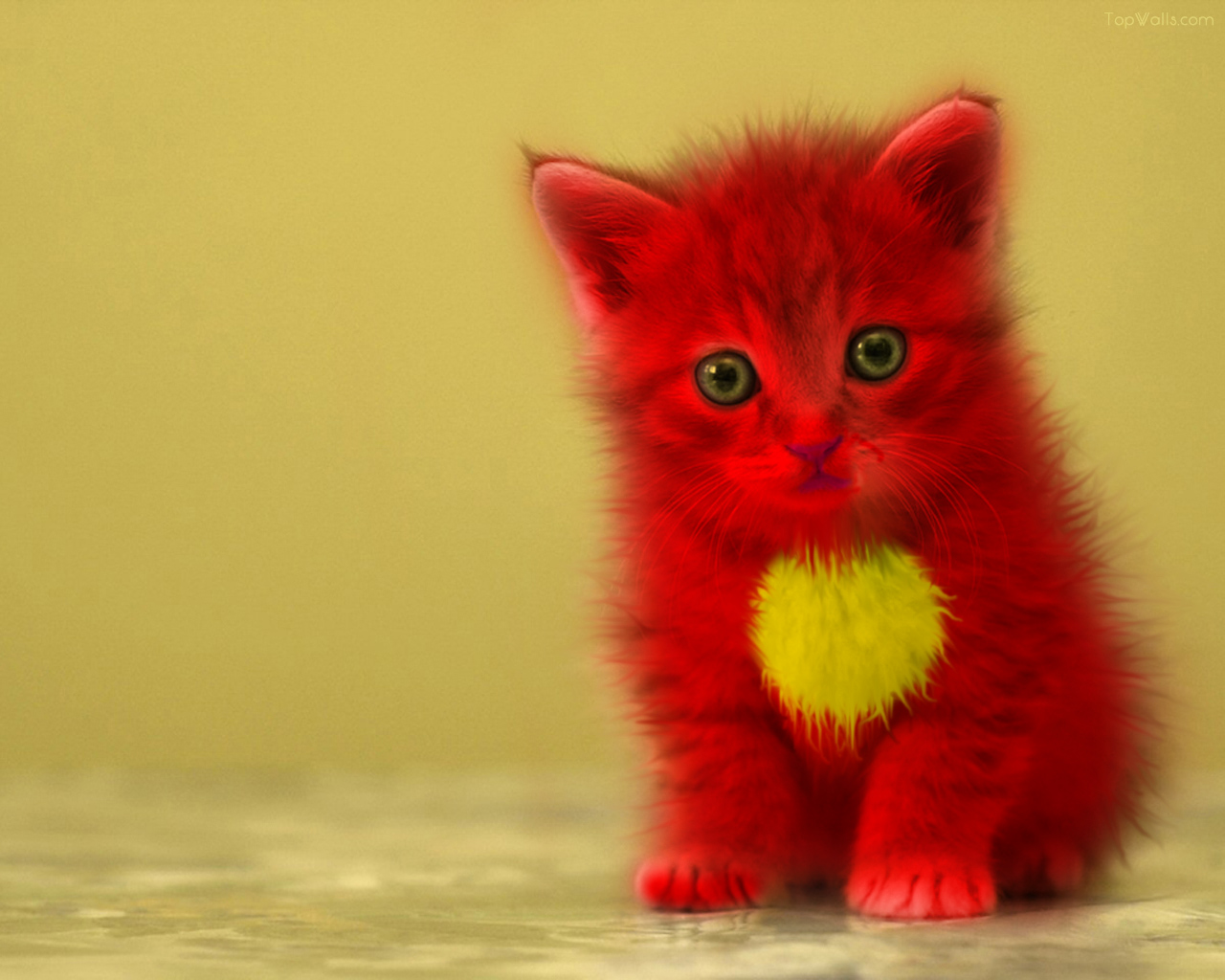 Photoshop Design by A1A1L1O1A1A1M2 for DesignCrowd (Community Contests) | Design #9100365