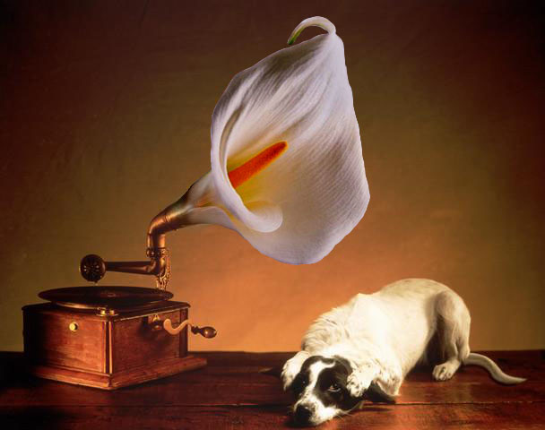 Photoshop Design by elchinote for DesignCrowd (Community Contests) | Design #9098853